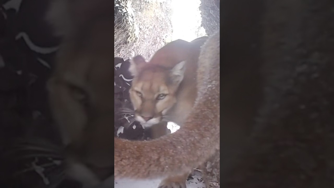Secret Life of a Mountain Lion
