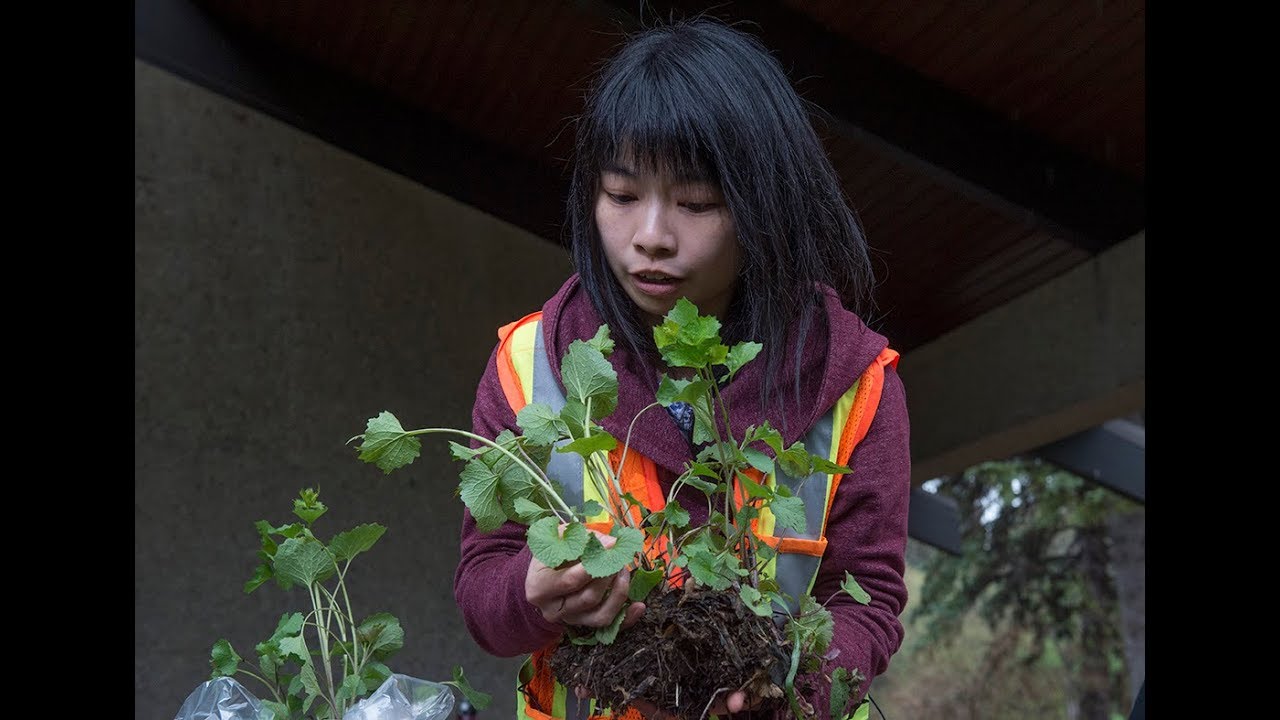 Invasive weed control in Edmonton YouTube