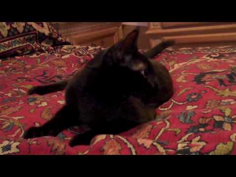 Havana brown plus bed