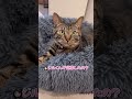 【成長】やっと自分の名前を覚えた子猫が、何でもかんでも返事をしてくれますwww