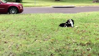 Funny Beagle puppy wrestling Australian shepherd