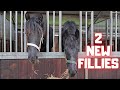 2 new fillies! Friends for Thekla | How&#39;s the new colt doing? Friesian Horses
