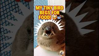 This Tiny Finches Baby Bird is Begging for Food! 🥺🥣 #ShaheerPets #shorts #finchbaby #feed #foryou