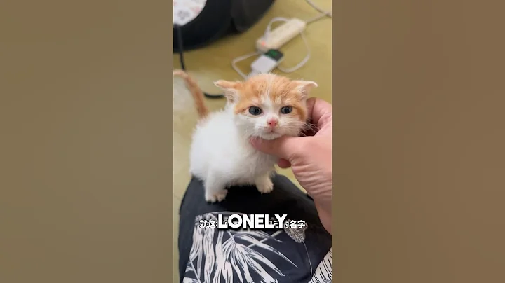 Cat Stalks Man For Kidnapping Her Babies❤️#kitten #catlover #adorable