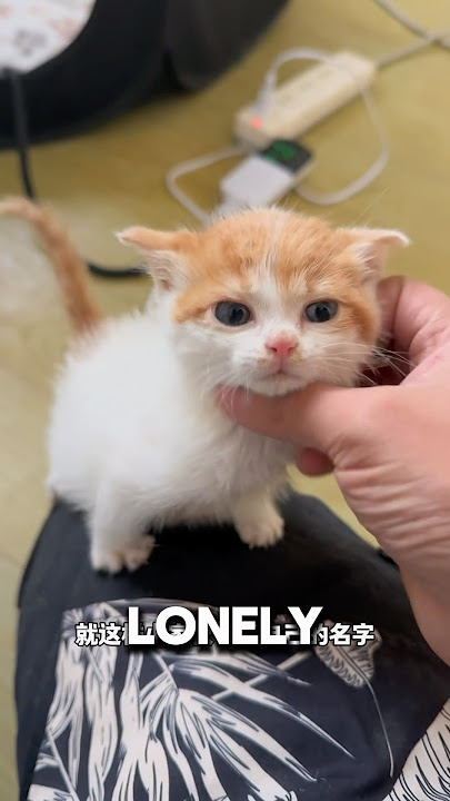 Cat Stalks Man For Kidnapping Her Babies❤️#kitten #catlover #adorable