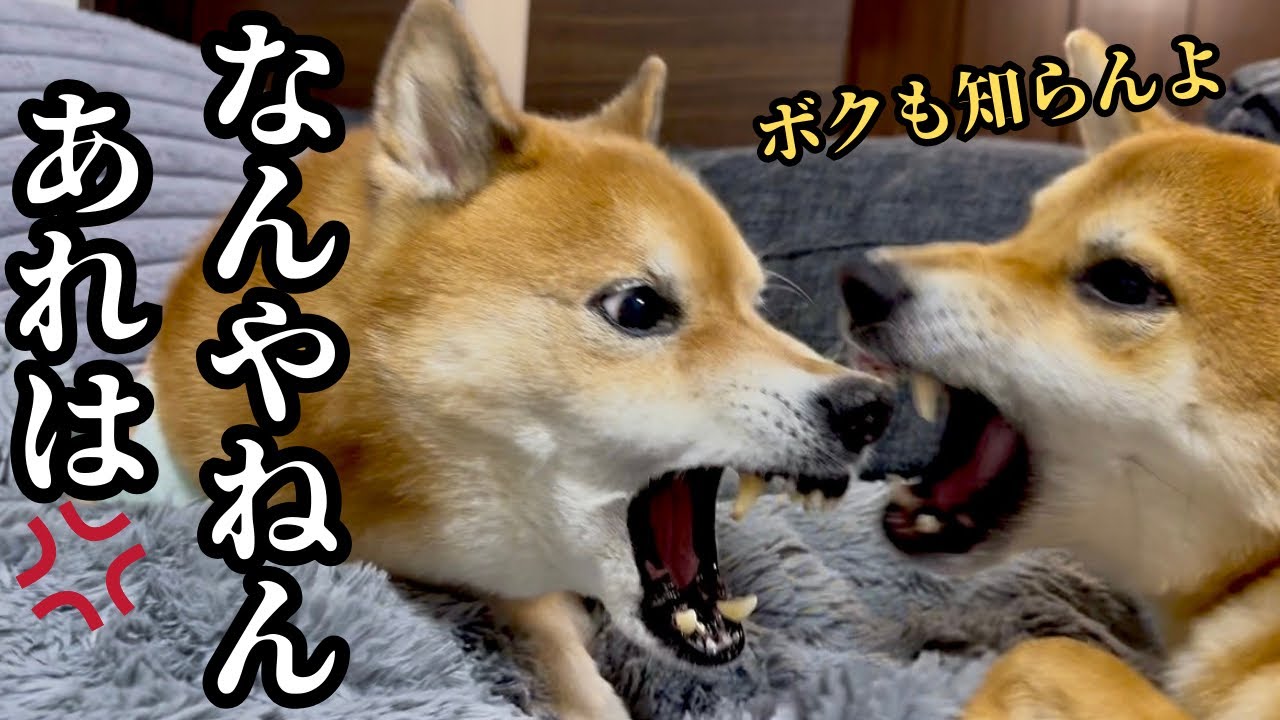 【誕生日】お祝いにあげたプレゼントが、思ってたんと違って困惑する柴犬兄弟