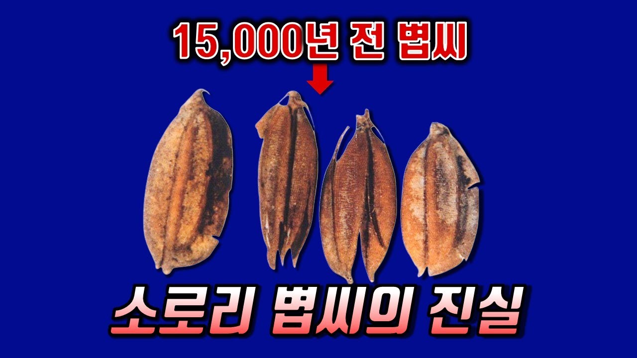 벼의 기원은 한국? 소로리 볍씨와 벼의 기원에 관한 충격적인 진실 - YouTube
