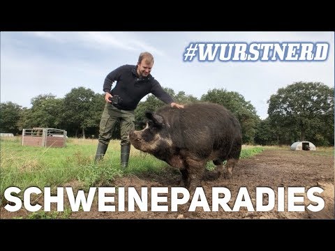 Video: Was ist ein Schweinepaneel?