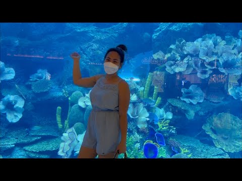 Dubai  aquarium experience 2021