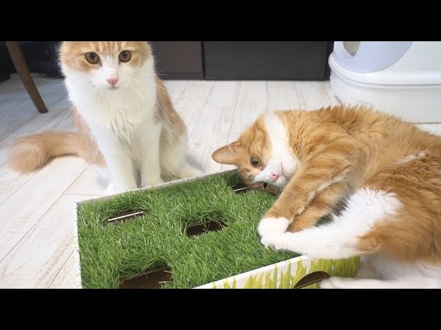 Our cats playing with toys from you guys!! (Plus opening packages)