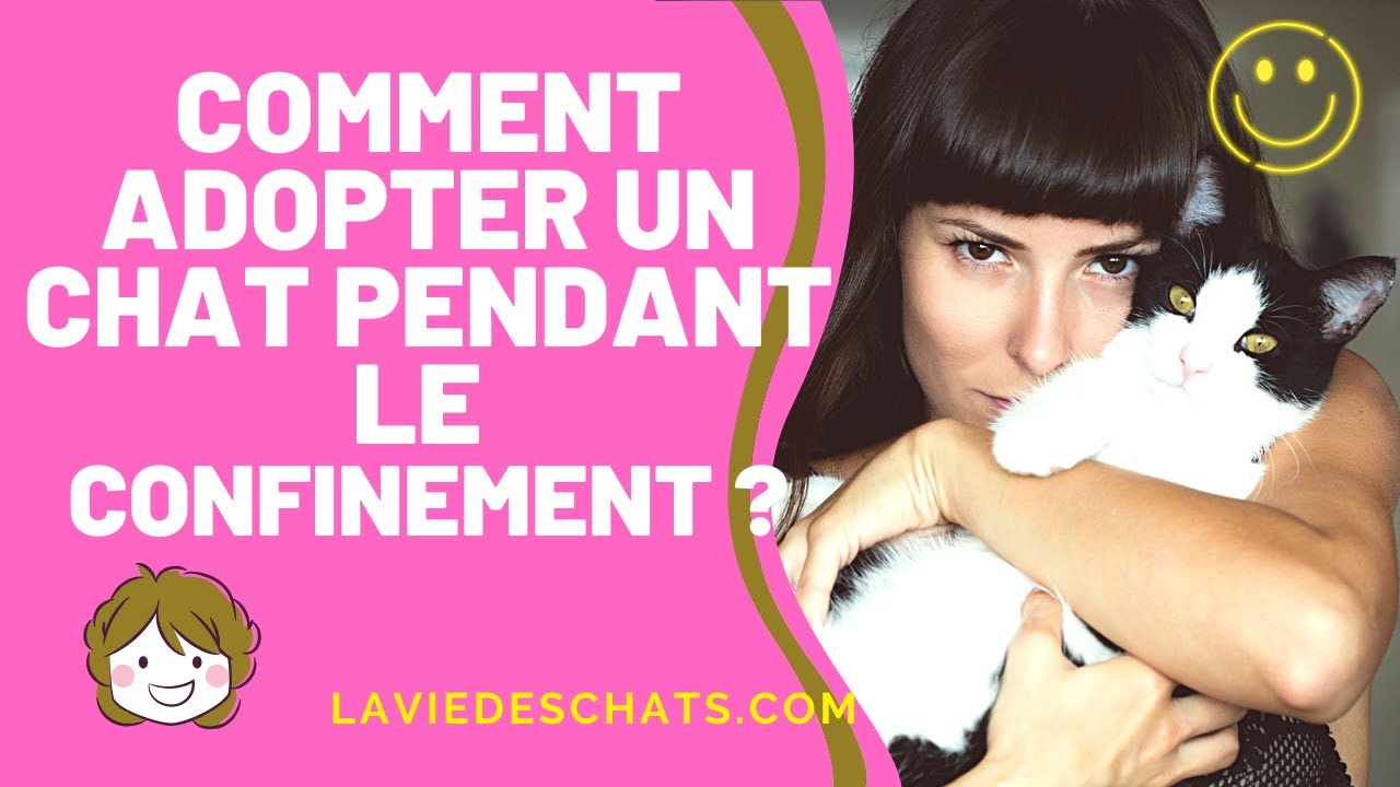 Comment adopter un chat pendant le confinement ?🤗 YouTube