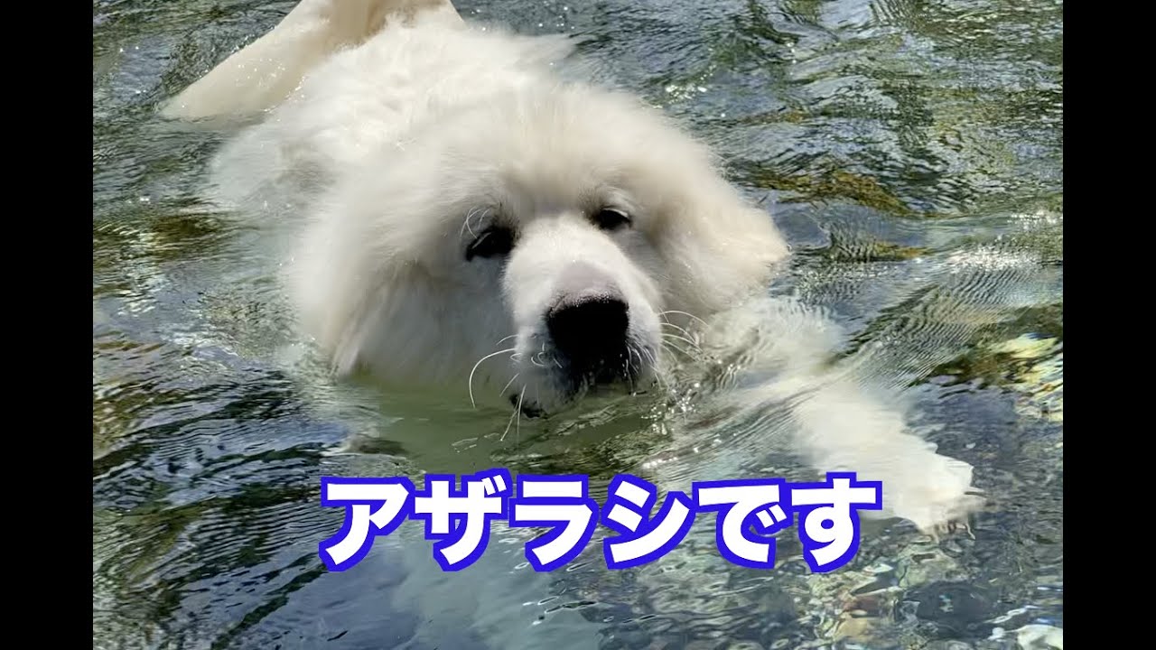 川遊び グレートピレニーズ&MIX犬