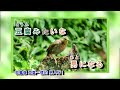 女もつらいよ 神野美伽