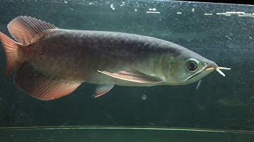 Chia sẻ kinh nghiệm chữa nấm trắng và kênh vẩy cho cá rồng