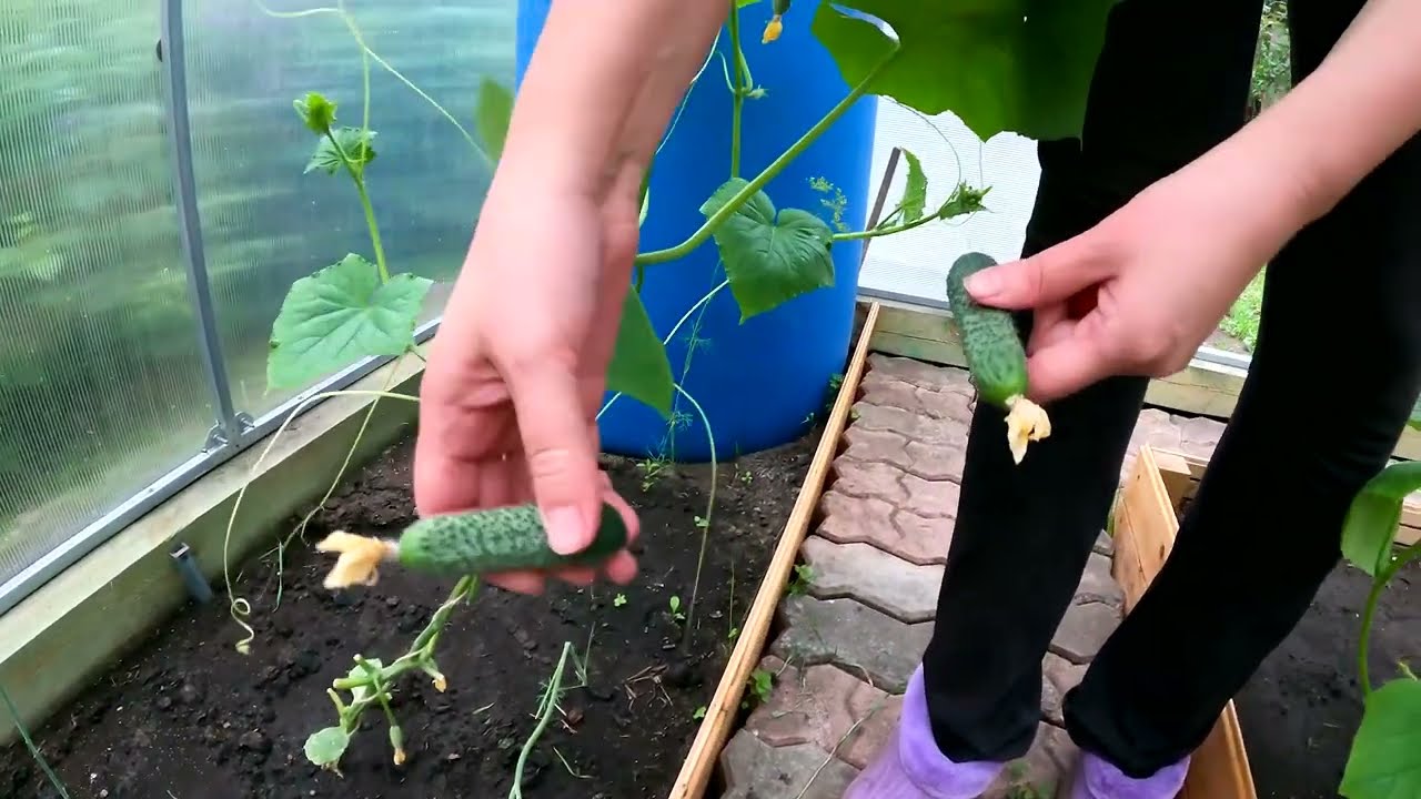 сезон 24 серия 3 Построили навес для машины, сделали ремонт в комнате на 1 этаже