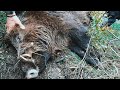 Σκρόφα και Μονιάς σε στάμπα | Wild Boar 2020