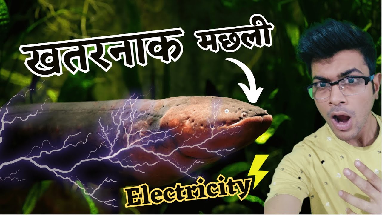 Shocking secrets of electric eel Current dene wali machli