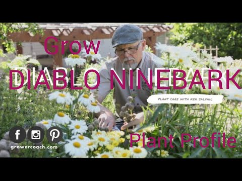 Video: Informace o keřech Ninebark: Tipy pro pěstování keřů Ninebark