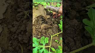 Watermelon Vine Rooting Technique for Higher Yield.