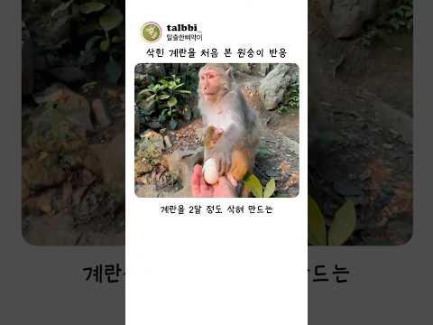 삭힌 계란을 처음 본 원숭이의 반응 ㅋㅋㅋ