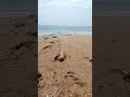 Пятигорчанка