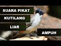 Suara Pikat Kutilang Jernih Poolllll Mp3 - Mp4 Download