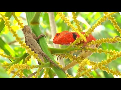 Kỳ Nhông Đổi Màu - Kỳ Nhông Đổi Màu Thật Kỳ Diệu /The salamander changes its color/ Tung Vlog