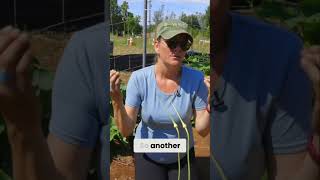 Garlic Growing Secrets Planting Time for Zone 9 10