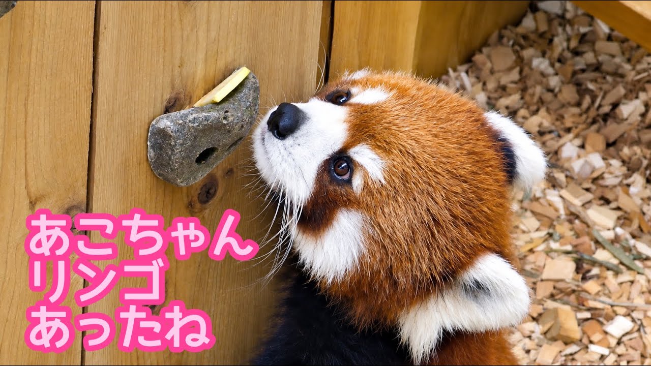 赤リンゴポシェットを下げたレッサーパンダさん レッサーパンダ あこちゃん まだこんなところにリンゴが残ってた【のん