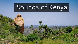 Lazy morning in Central Kenya - Sounds of the African savanna