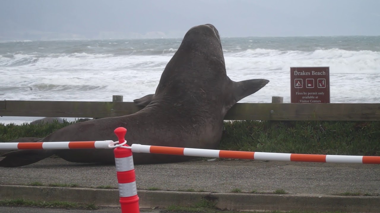 Point Reyes:  Elephant Seals in Parking Lot