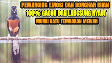 MASTERAN TERBAIK MURAI BATU DI PAGI HARI FUL MATERI MEWAH BIKIN MURAI YANG DENGAR IKUT BONGKAR ISIAN