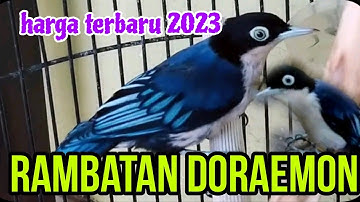 harga terbaru burung rambatan doraemaon.lengkap.2023
