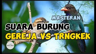 suara burung gereja vs tengkek | Masteran burung Kicau