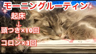 頭突きでおはよう！猫のモーニングルーティンが可愛い。【癒される】