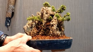 The pot of Ezo Matsuyama broke so I replanted it. [With