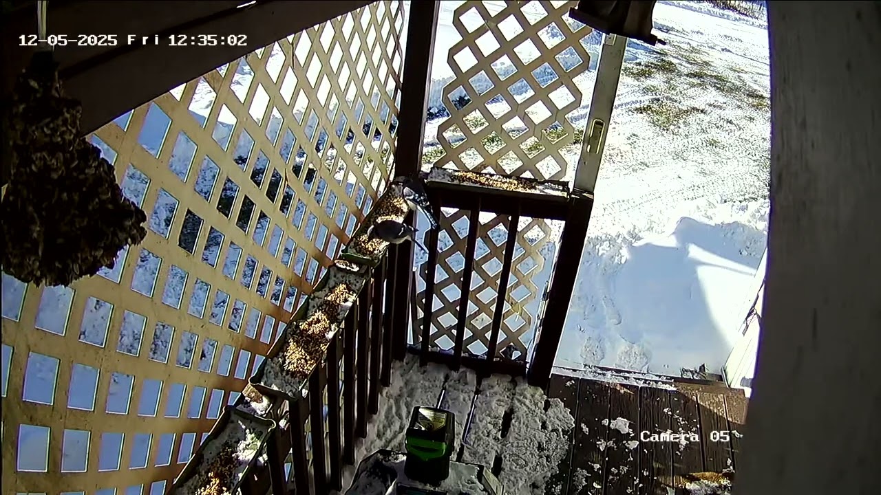 Bird Watching in Vermont 12 14 25