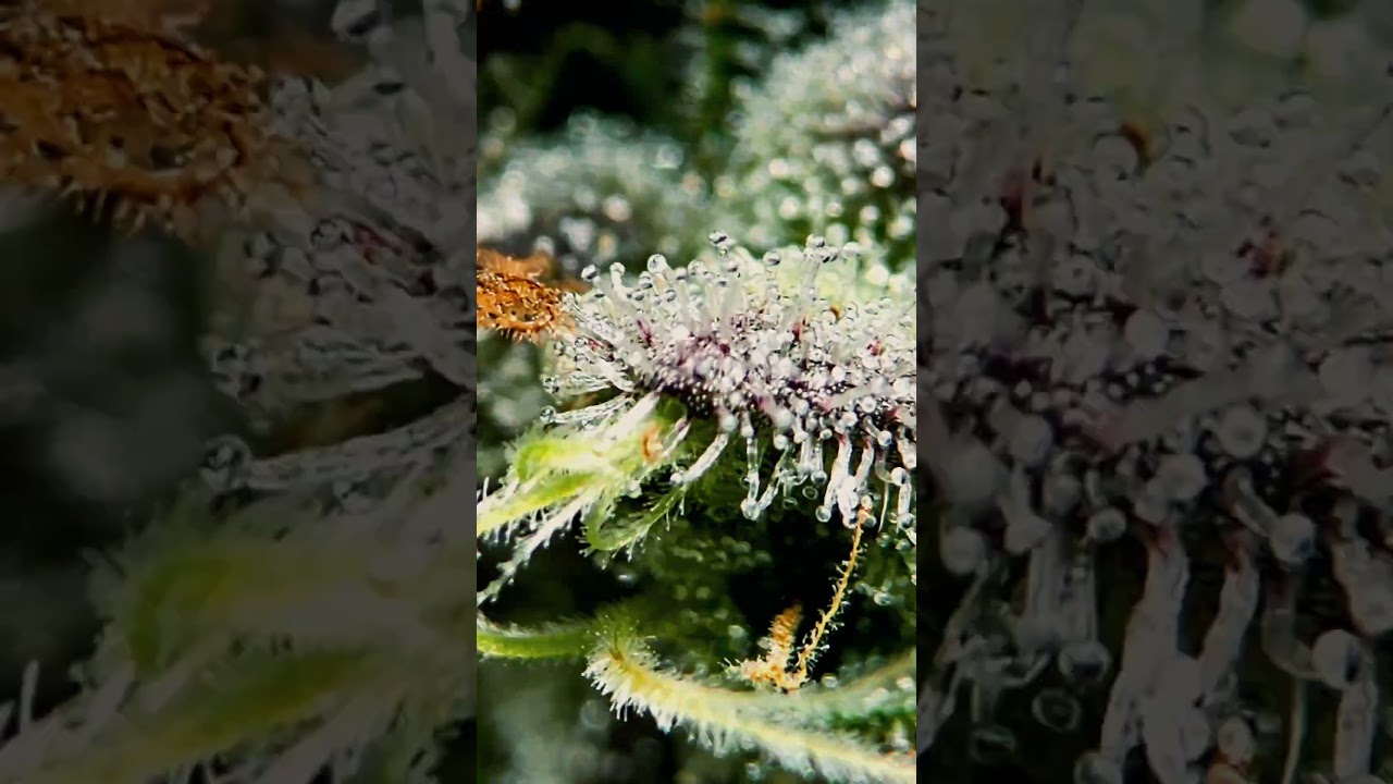 It's Harvest Day for Blackberry Kush from 