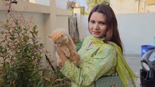 persian cat for selling 8446853378 by CATSBAE 948 views 2 months ago 5 minutes, 40 seconds