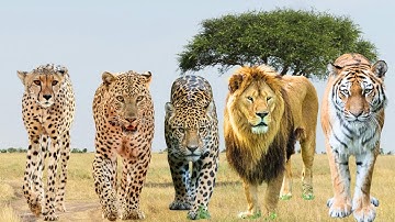 Most Powerful Big Cats? Comparing Cheetah, Leopard, Jaguar, Lion & Tiger