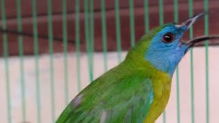 Burung cucak kinoi betina gacor kasar