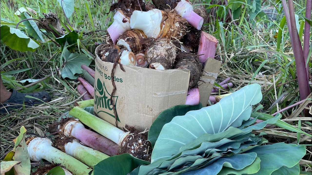 UA I’O FAAKOAGA KALO A KAMA | MAGIC CHEF 👨🏻‍🍳🥥🇼🇸