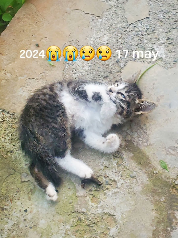 why did my cat die so quickly but write cat shorts😭😭😢😢😣😓😞 YouTube