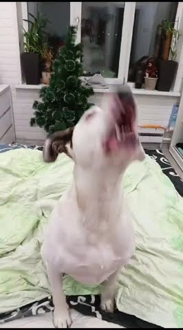 youtube.com