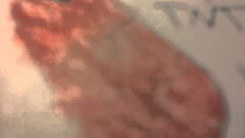 Toontown Discussion-Trap or Drop?