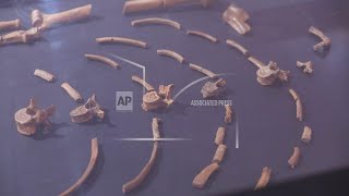 3.2-Million-Year-Old 'Lucy' Fossil to go on show in Europe for the first time