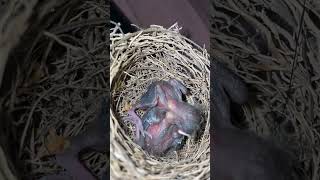 Como Que Tira Berne Do Filhote?