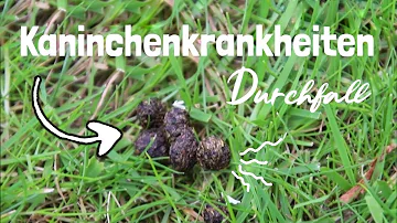 Was hilft gegen Matschkot bei Kaninchen?