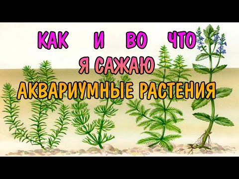 КАК И ВО ЧТО Я САЖАЮ АКВАРИУМНЫЕ РАСТЕНИЯ