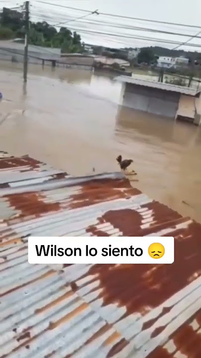 Wilson Lo Siento